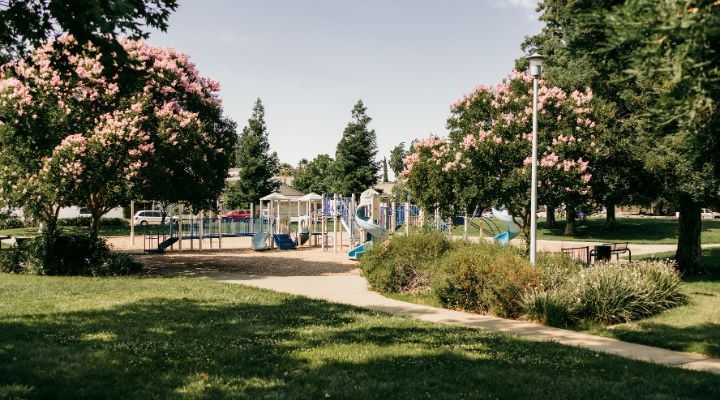 Image of a playground and  path surrounded by grass, pink flowering trees, and a variety of plants.