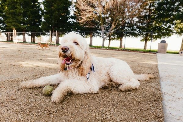 Image of a dog at McConnell Dog Park