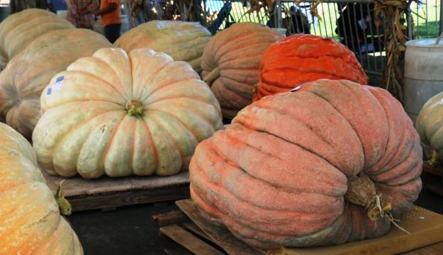 Giant Pumpkins